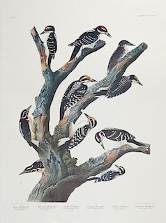 John James Audubon (1785-1851), "Tennessee Warbler