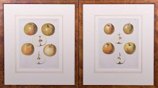 Samuel Berghuis, "Yellow Apples," c. 1900, pair of