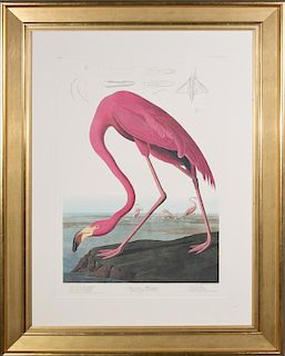John James Audubon (1785-1851), "American Flamingo