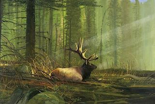 Michael Coleman | Prince of the Forest
