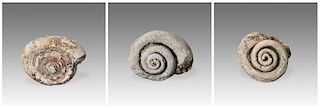 3 Fossilized Stone Shells