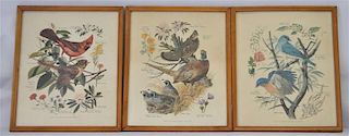 3 ARTHUR SINGER BIRD LITHOGRAPHS.