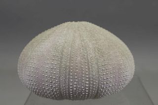 Preserved Sea Urchin