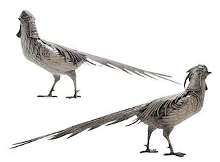 Pair Hooded Silver Pheasants