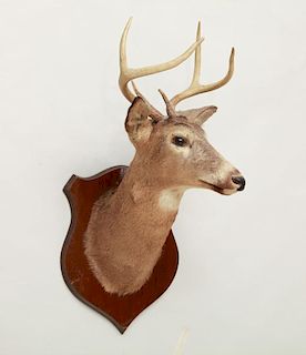 Large Deer Trophy