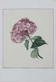 Maria Van Os (1780-1862): Hydrangea