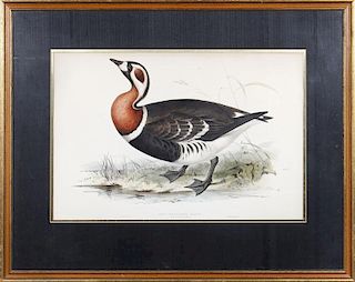 After Edward Lear (1812-1888): Red-Breasted Goose