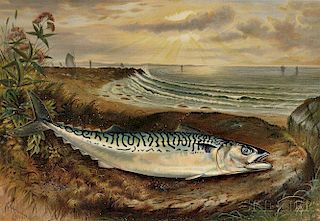 Nine Chromolithographs after Samuel A. Kilbourne (American, 1836-1881) from Game Fishes of the United States