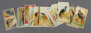 ALLEN & GINTER BIRDS CIGARETTE CARDS