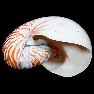 A Nautilus Shell.