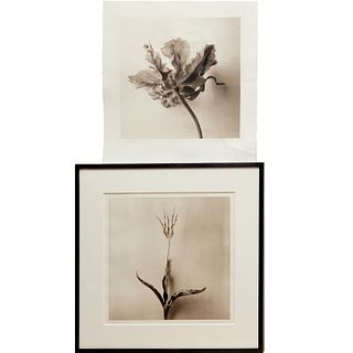 Christopher Baker, (2) botanical photographs