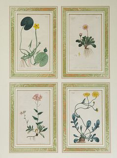 A GROUP OF FOUR BOTANICAL COLORED ETCHINGS, AFTER WILLIAM CURTIS ST. GEORGE CRESCENT (BRITISH 1746-1799) PUBLISHED BY STEPHEN COUCHMAN, LONDON FOR THE