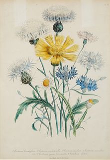 A COLORED BOTANICAL ENGRAVING, PUBLISHED BY DAY AND HAGHE ERITH TO THE QUEEN, LATE 19TH-EARLY 20TH CENTURY