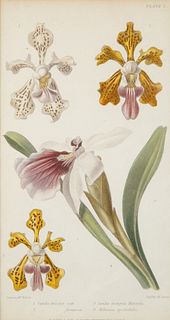 A COLORED BOTANICAL ENGRAVING, ILLUSTRATION BY MRS. WITHERS, PUBLISHED BY BLACKIE AND SON, GLASGOW, EDINBURG, LONDON, LATE 19TH-EARLY 20TH CENTURY