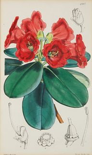 A COLORED BOTANICAL ENGRAVING, ILLUSTRATION BY MRS. WITHERS, PUBLISHED BY VINCENT BROOKS, LATE 19TH-EARLY 20TH CENTURY