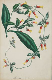 A COLORED BOTANICAL ENGRAVING, LATE 19TH-EARLY 20TH CENTURY