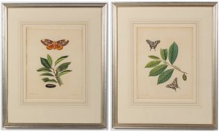Two John Abbot, Hand Colored Botanical Engravings