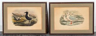 Two Ornithological Prints 14 1/2 x 21 inches.