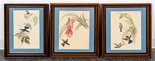 A Group of Three Ornithological Prints 13 x 10 inches.