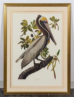 * Ariel Press 1985 offset lithograph of J.J. Audobon's Brown Pelican.