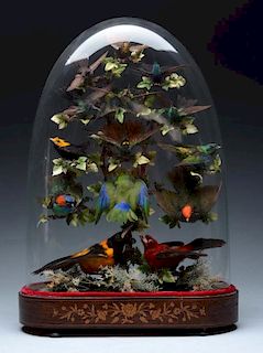 Bird Display with Glass Dome.