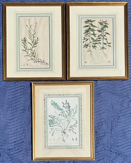 Pair Botanical Engravings & Redoute Print