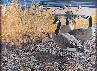 Canadian Geese by Tom Beecham