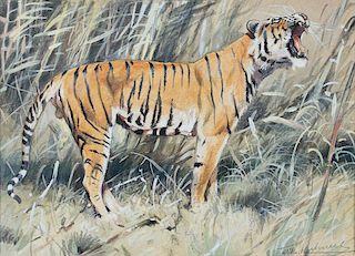 Yawning Tiger by Friedrich Wilhelm Kuhnertt