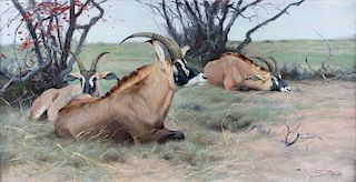 Roan Antelope Resting in the Shade by Friedrich Wilhelm Kuhnert