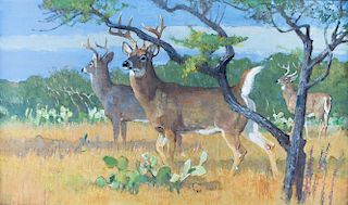 South Texas Whitetails by Bob Kuhn