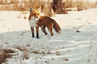 Red Fox by Ken Carlson