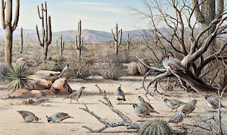 Sonoran Desert - Gambel's Quail by Maynard Reece