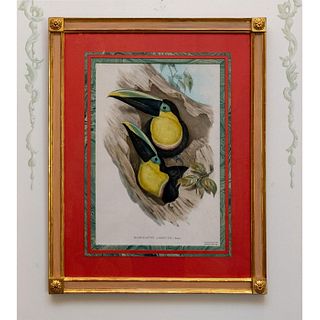 Gould + Richter Lithograph, Family of Toucans in Tree