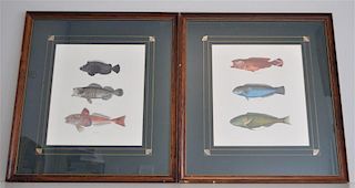 PAIR FRAMED 19TH C. HAND COLORED FISH LITHOS