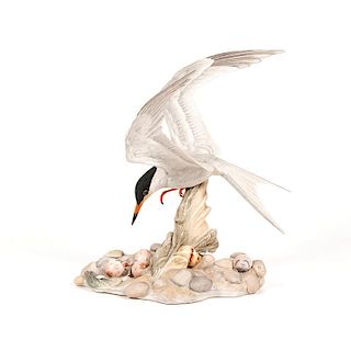 Boehm Common Tern