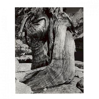 Edward Weston (American, 1886-1958), Juniper, Lake Tenaya