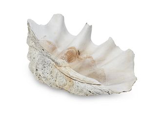 A giant clam shell