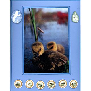 A Card of Division 3 Bird Buttons