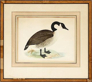 LONDON HAND COLORED LITHOGRAPH CANADIAN GOOSE 1855