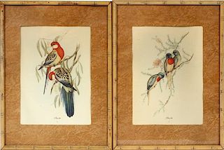 AFTER JOHN GOULD, OFFSET LITHOGRAPHIC REPRODUCTION PRINTS, MODERN, PAIR, H 11", W 8", EXOTIC BIRDS