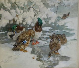 20th c Illustrator art watercolor of Mallards preening and feeding in winter 9 x 14" monogrammed illegibly lower left