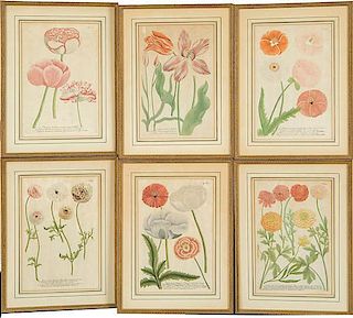 Hand-Colored Botanical Engravings from Phytanthoza Iconographia 