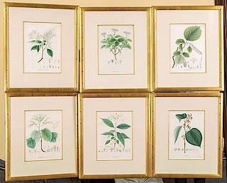Hand-Colored Botanical Engravings 
