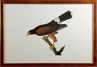 John James Audubon (1785-1851), "Louisiana Hawk,"
