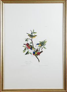 John James Audubon (1785-1851), "Painted Bunting,"