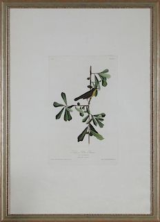 John James Audubon (1785-1851), "Roscoe's Yellow T