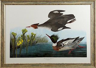 John James Audubon (1785-1851), "Red-breasted Merg