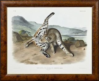John James Audubon (1785-1851), "Texan Lynx," #19,