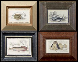 Group of Four Small Colored Prints, "Sudis Gigas,"