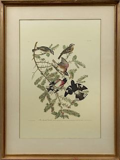 John James Audubon (1785-1851), "Rose-breasted Gro